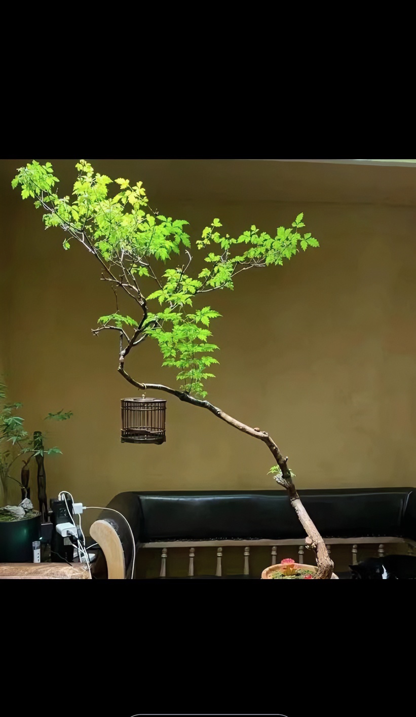 黄荆盆景，图片仅供参考，各种规格齐全。