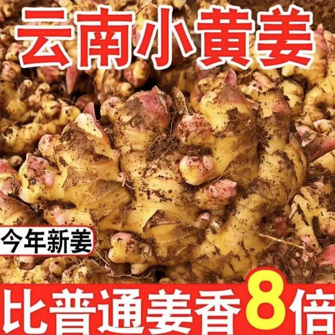 云南正宗山地小黄姜现发新姜包邮3斤