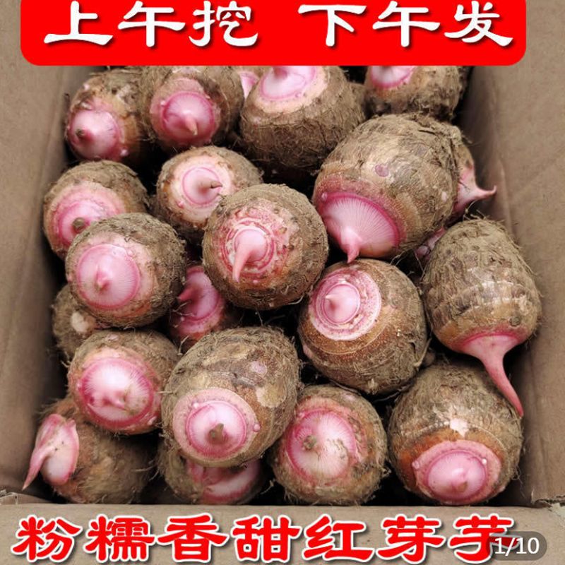 口感自种红芽小芋头新鲜小芋艿农家种植小蒸煮粉糯香甜3斤5斤天然