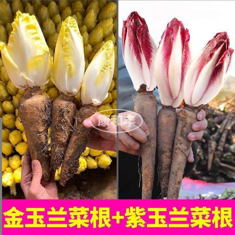 懒人花卉菜根采收耐寒基地金重复菊苣盆栽超根直销软化紫玉兰四季