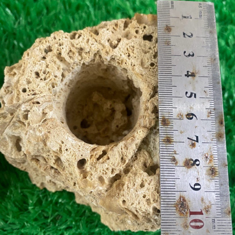 吸水盆是种绿植的很好选择。