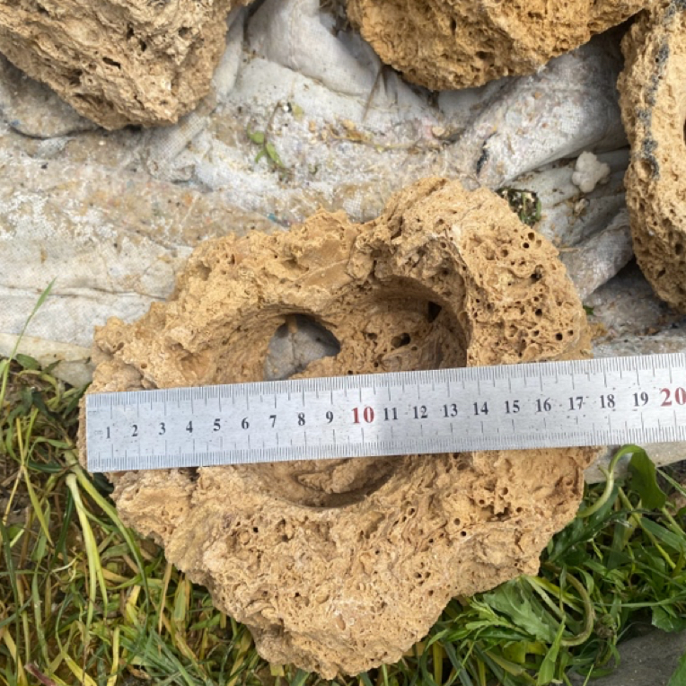 吸水盆种绿植很好的选择。