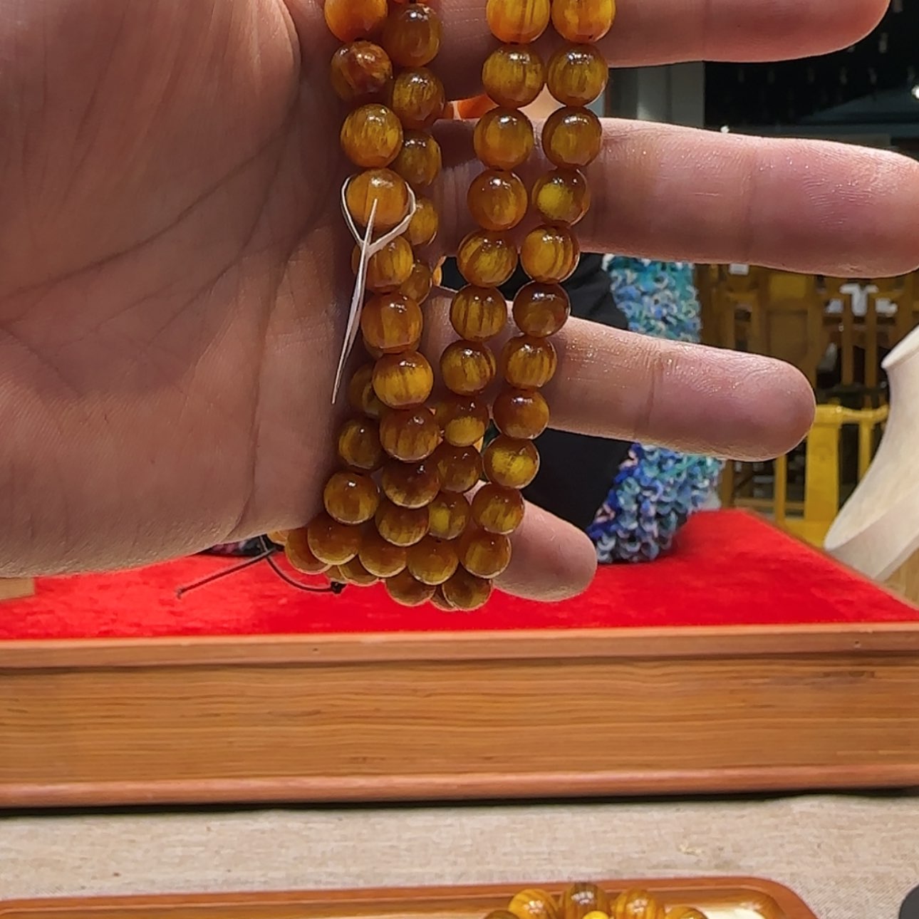 【闪购商品】贝壳杉（血龙木）