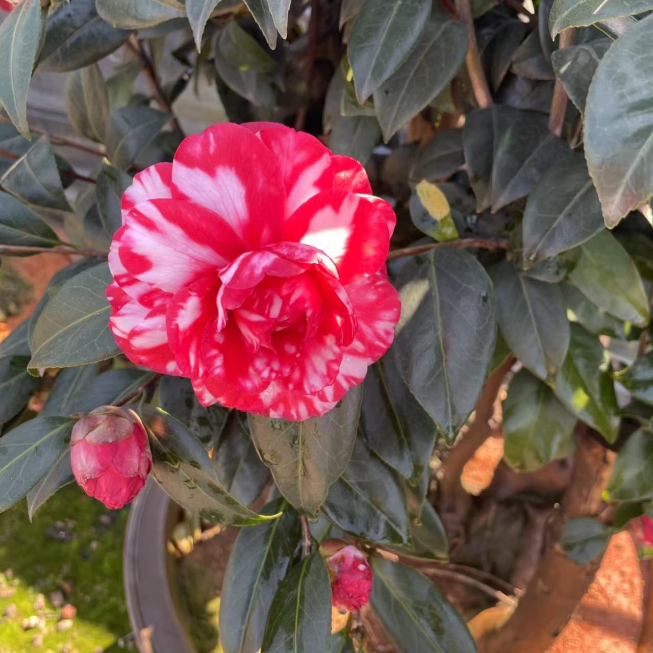 山茶花(各类品种盆栽山茶花）