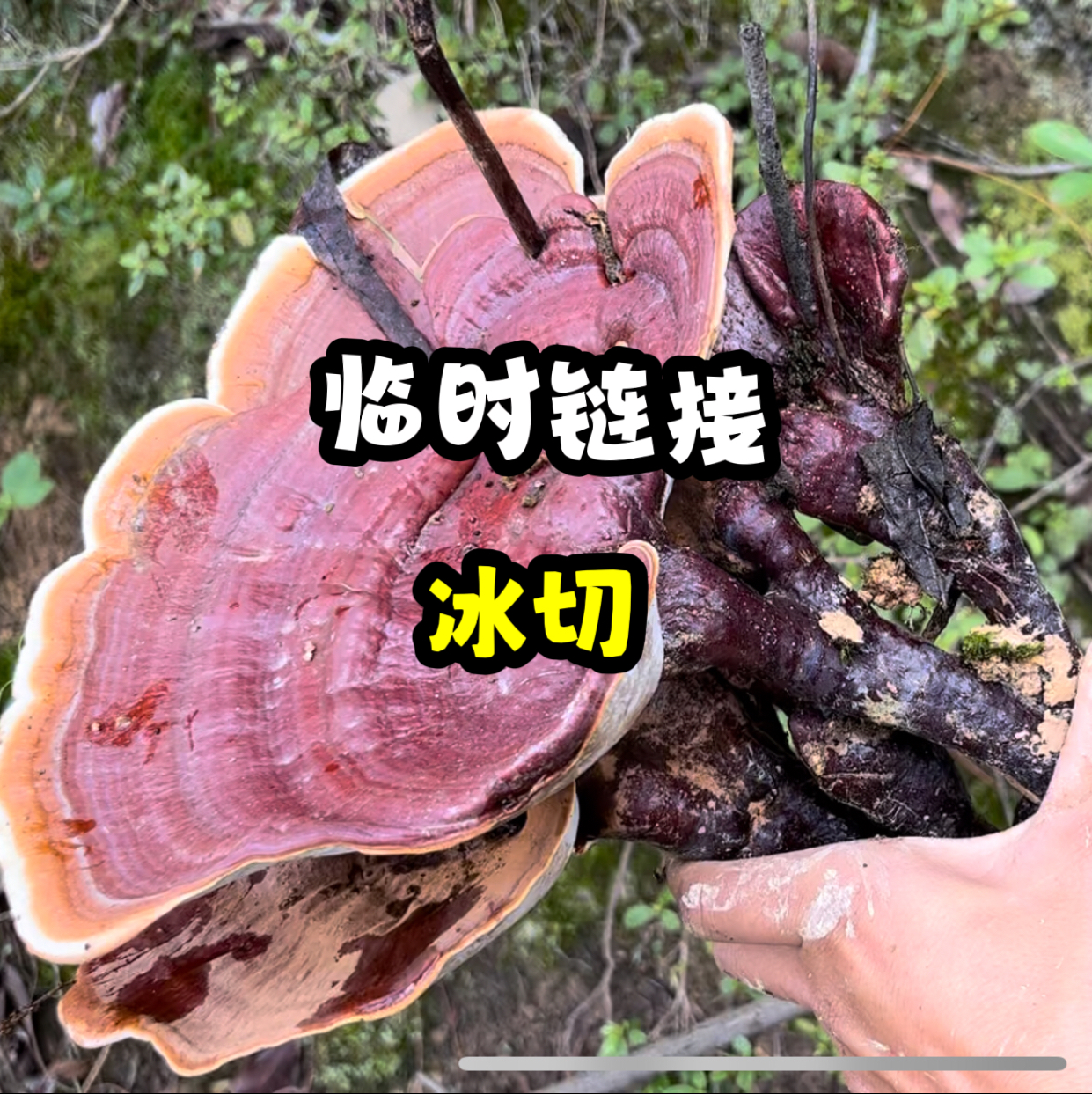 （3号零时链接-冰切）云南深山美味野生菌冰切（一物一拍，顺丰空运）