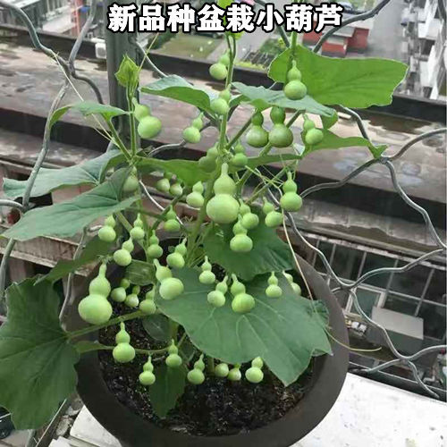 【特小手捻小葫芦种子】花卉盆栽易活四季葫芦瓜种子大全批发种球