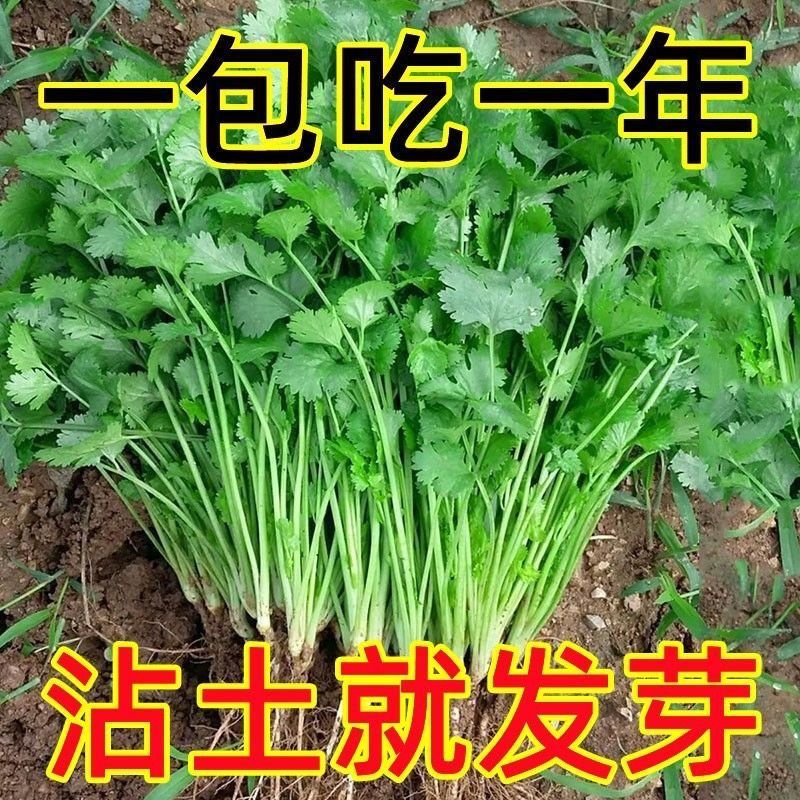 【四季小香菜种子】阳台室内花卉盆栽庭院蔬菜种子四季种植香菜种球