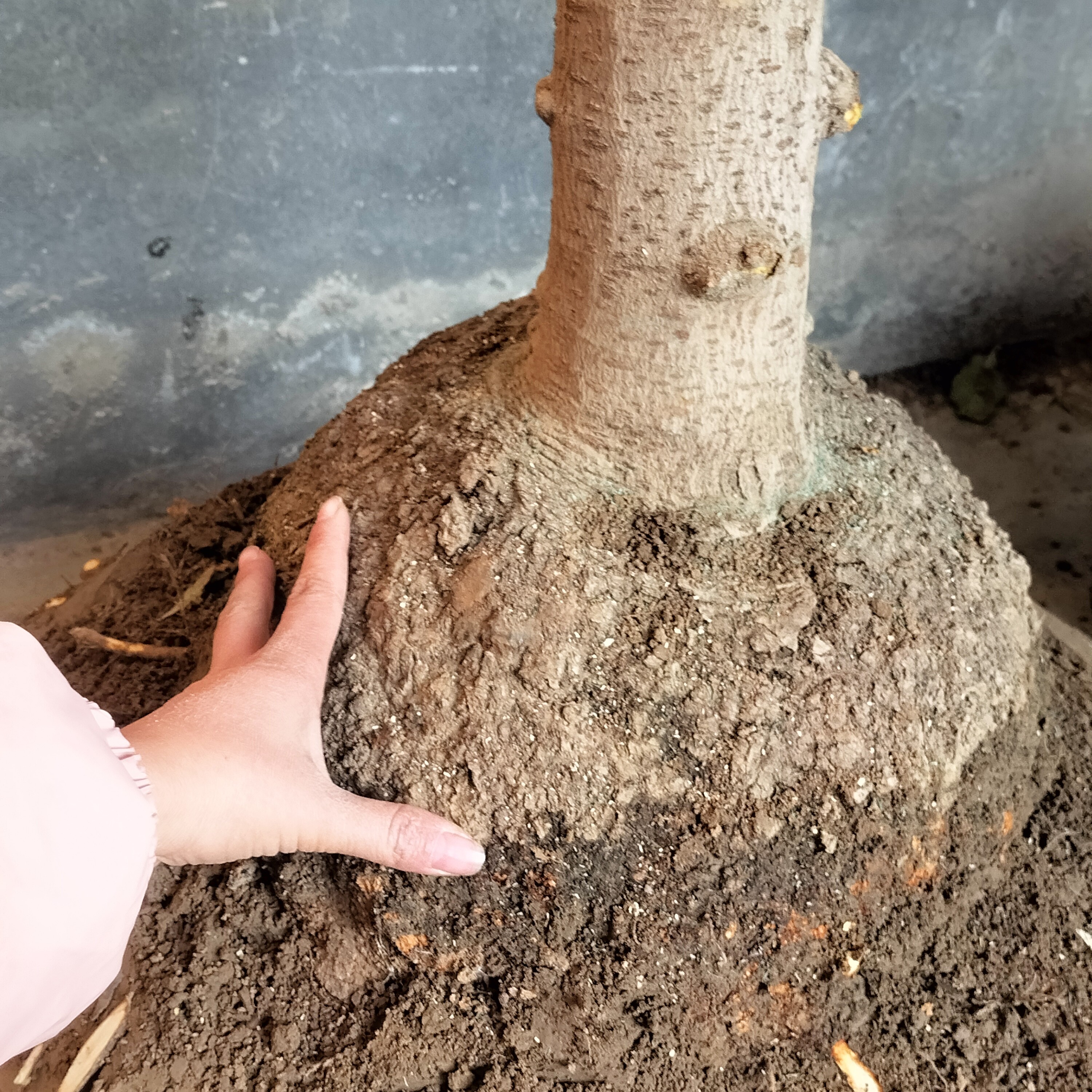 腊梅梅龟直播一物一拍