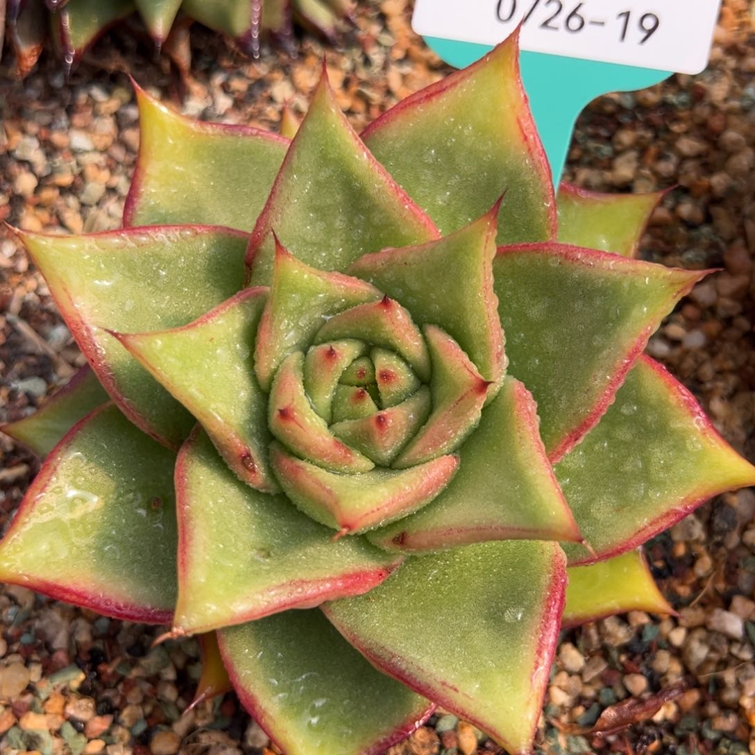 从前慢多肉精选编号0726.19