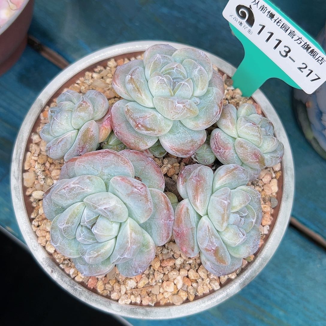 多肉一物一拍1113-217