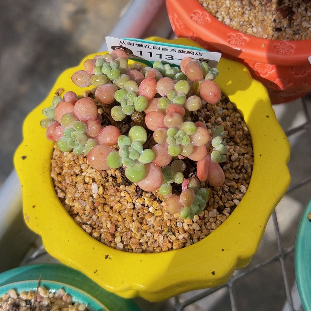 多肉编号1113-172