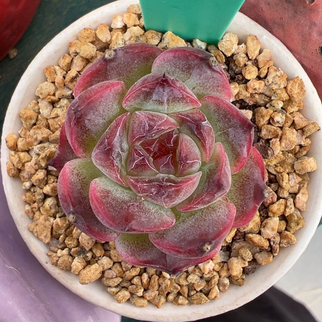 多肉一物一拍0721-46