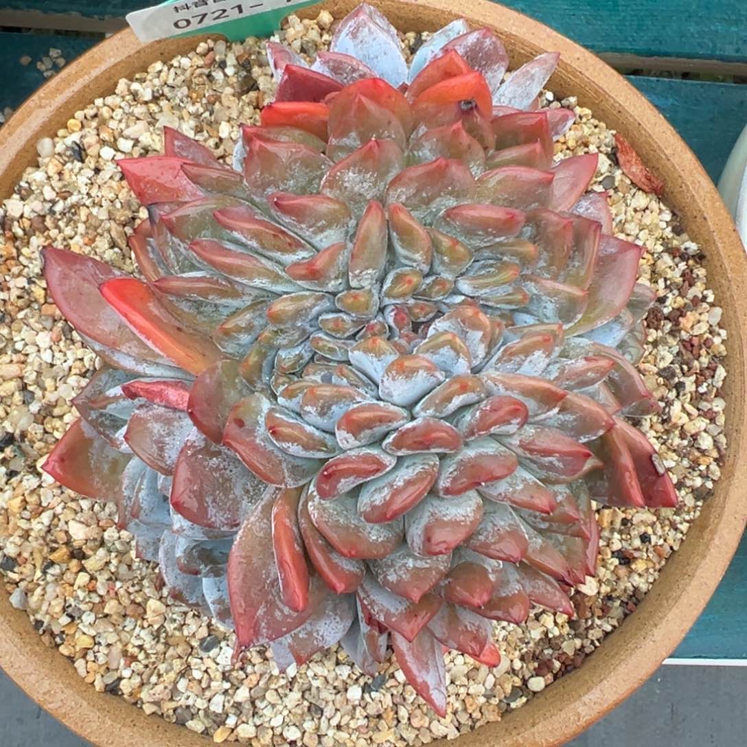 多肉一物一拍0721-1