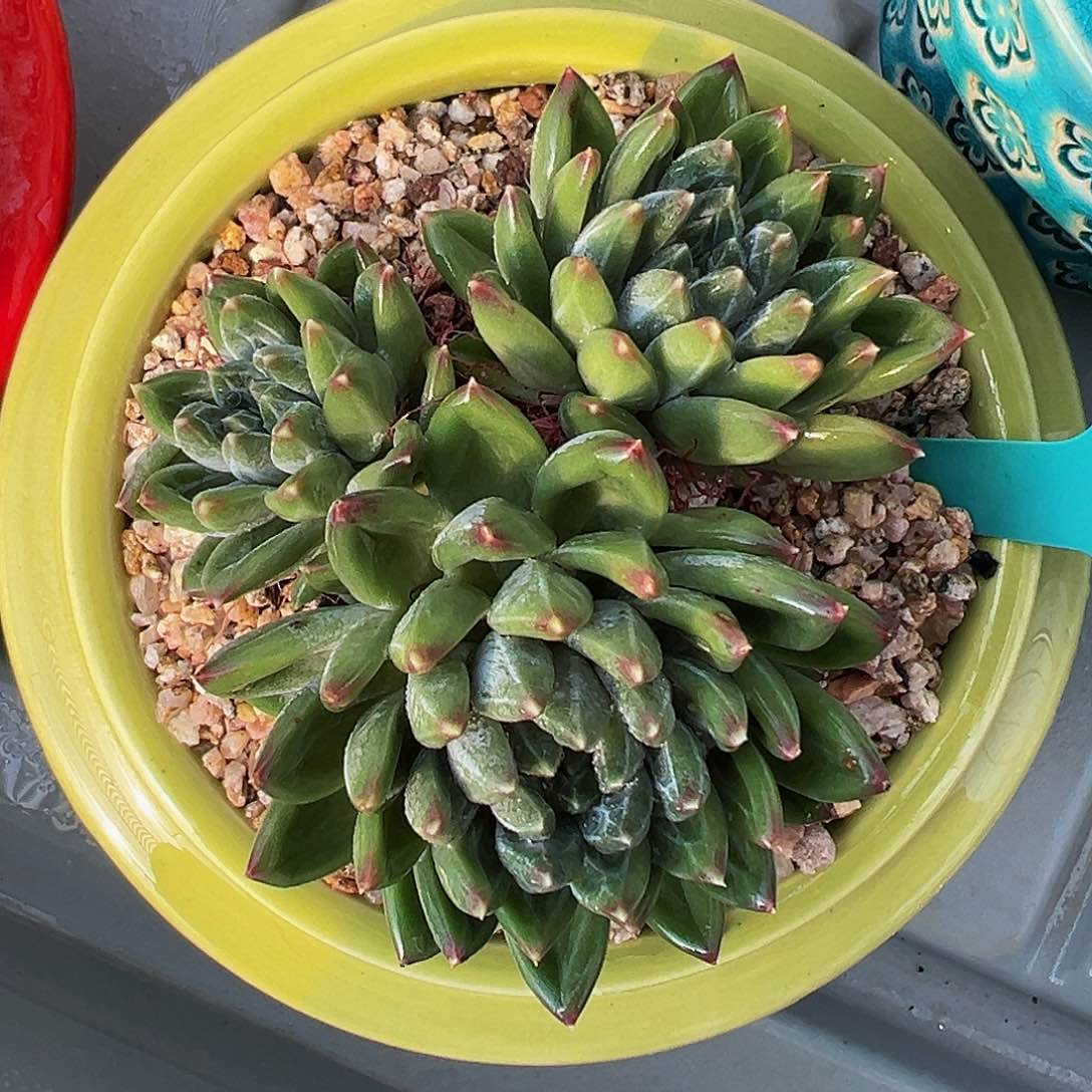 多肉编号1112-181