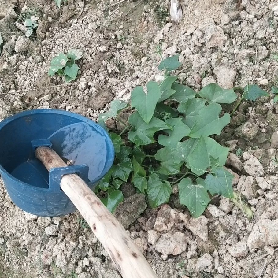 熟料粪勺农用粪瓢舀大棚施肥浇花泼水瓢浇水勺大粪勺瓜当