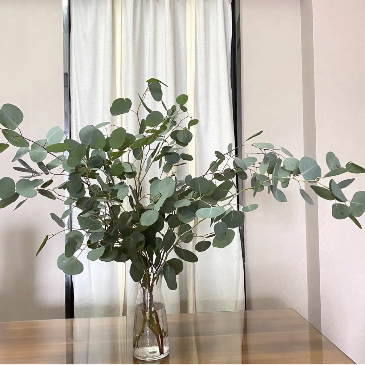 【郑郑优选】尤加利叶圆叶 云南昆明斗南发货