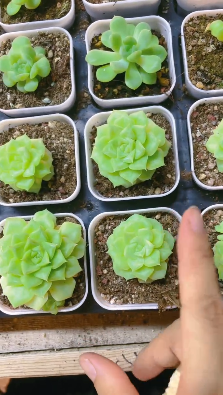 【闪购商品】白天鹅 5.5盆