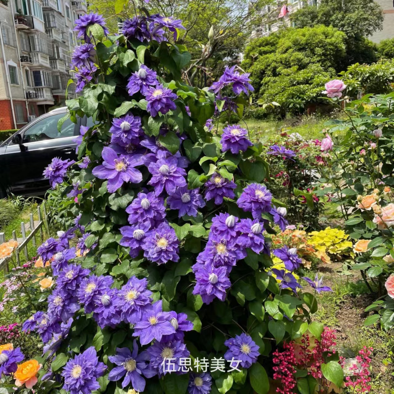  2加仑原盆原土发货 伍斯特美女 铁线莲