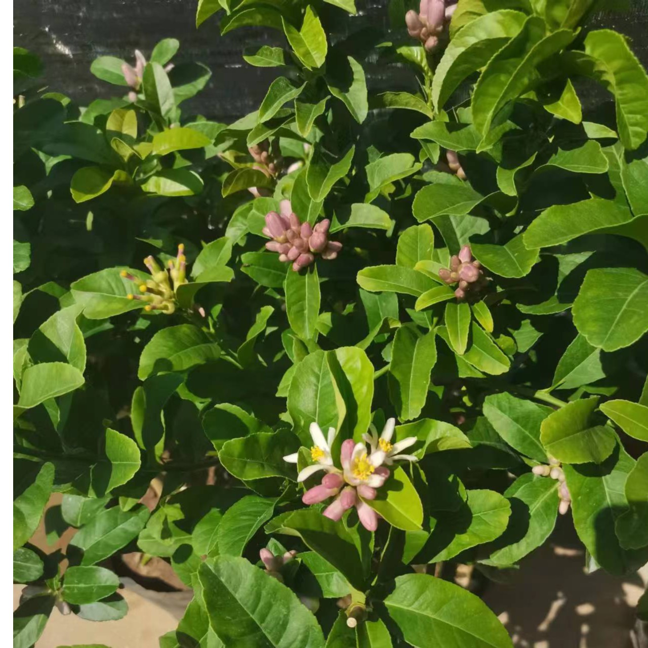 四季长青柠檬盆栽地栽花卉阳台小院