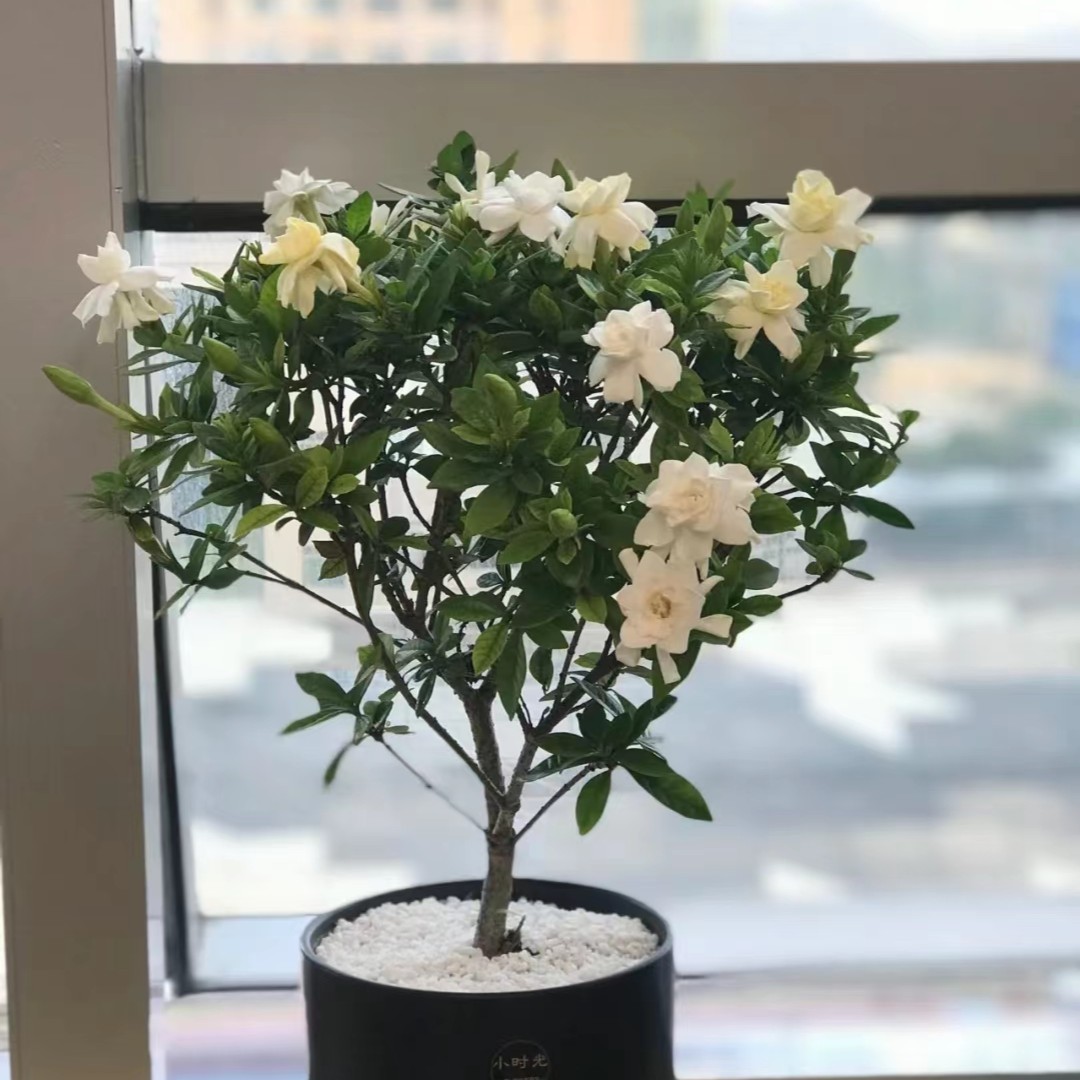 栀子花小叶室内外盆栽地栽简单好养循环开花