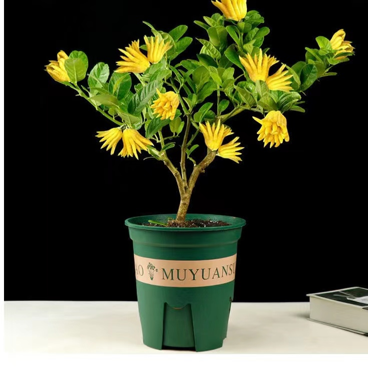 四季长青佛手花卉盆栽绿植室内阳台客厅元素浓郁