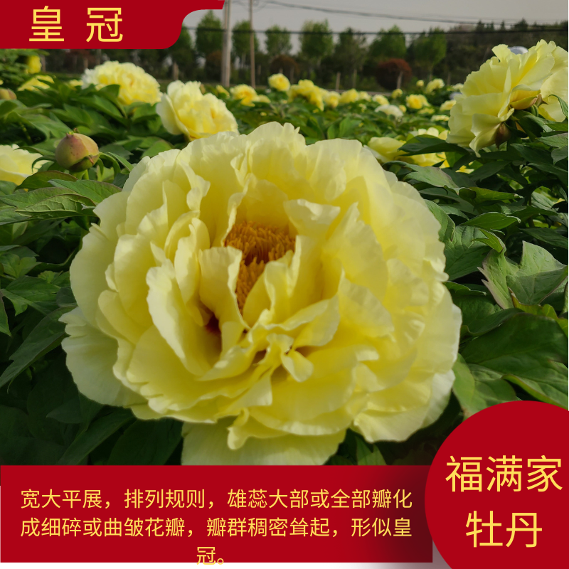 【黄冠】洛阳牡丹基地直发庭院植物种植