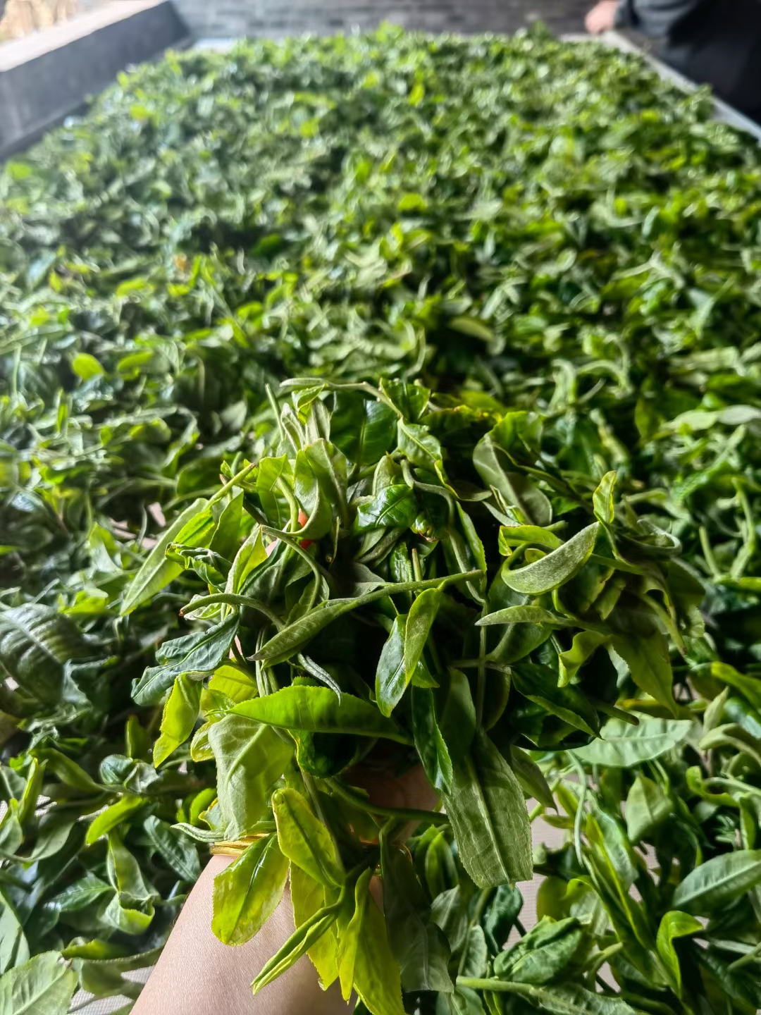 骐丞庄园-2021年困鹿山核心区茶王树地块混采