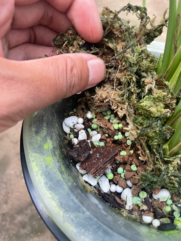 进口高效颗粒肥500克包邮（苗子返青快 青秀