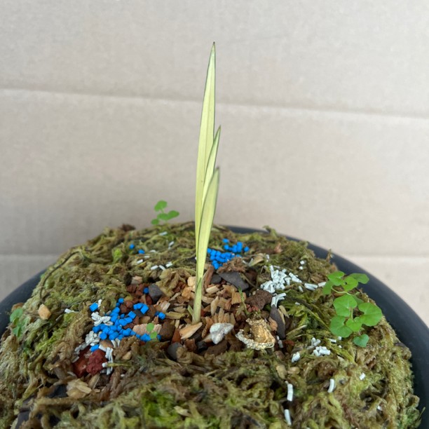兰科植物春兰白中透艺，兰属植物，一苗未见花未分过叶宽0.5叶高8cm