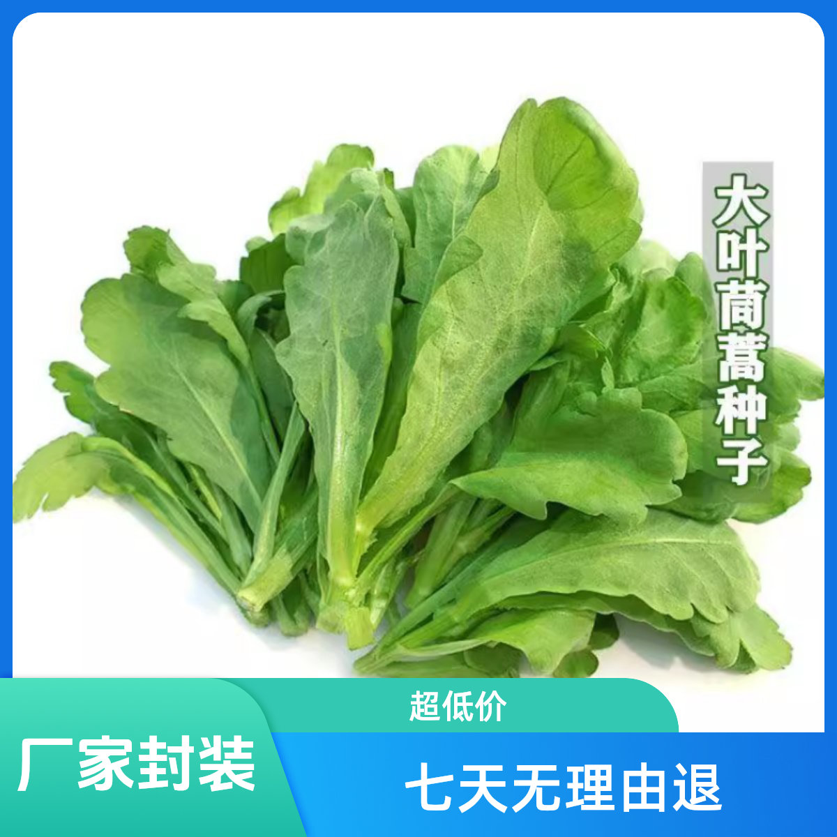 （全场满5包包邮）大叶茼蒿种子秋季盆栽阳台小院约1500粒