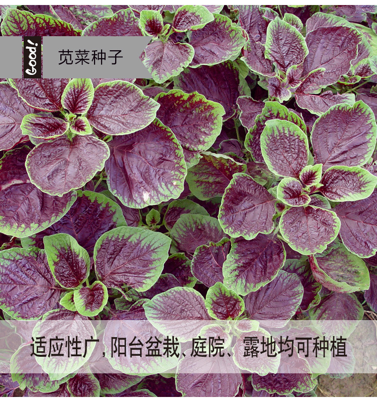（全场满5包包邮）红苋菜种子秋季盆栽阳台小院约2000粒