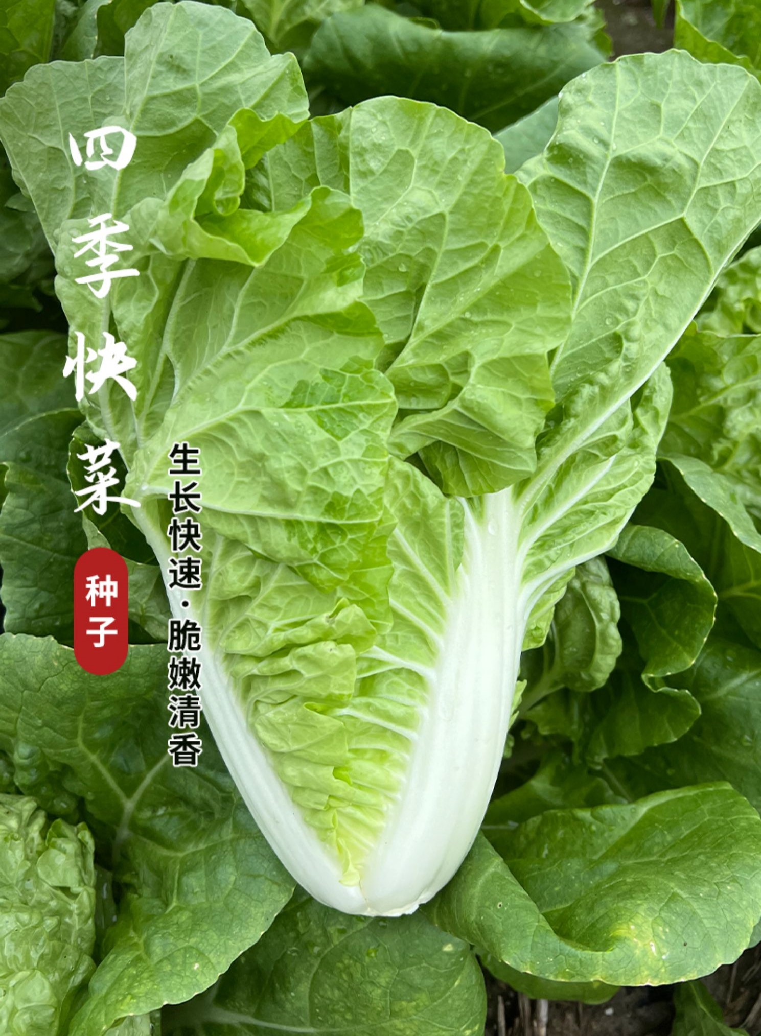 四季快菜种子黄心白菜