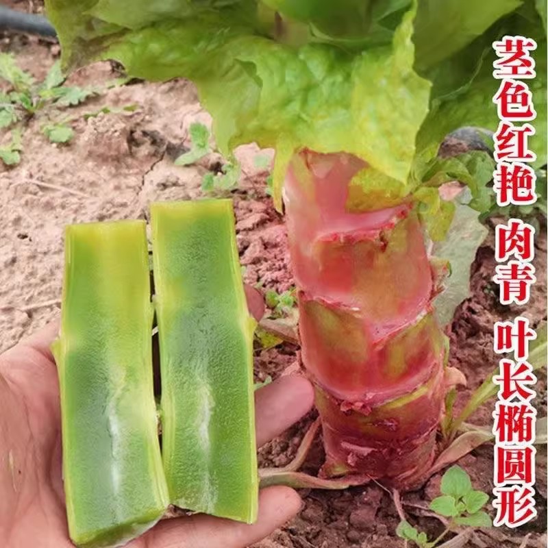 （全场满5包包邮）红尖叶莴笋种子秋季盆栽阳台小院