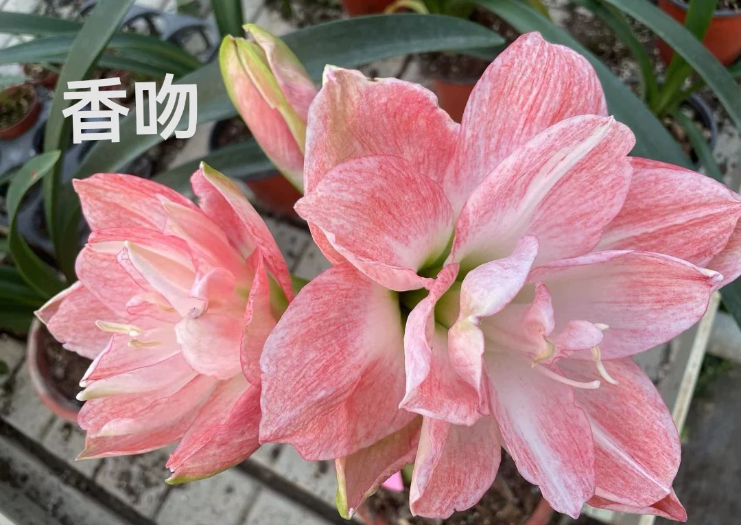 【香吻】朱顶红  产地澳洲  裸根发货种球  包对版