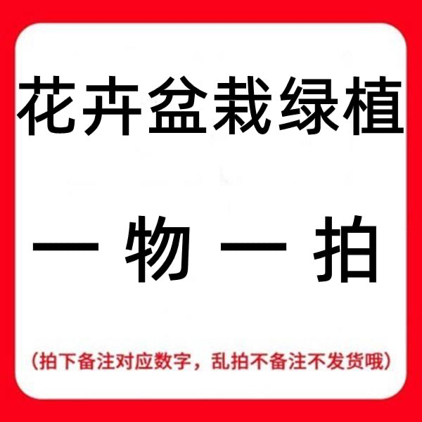 【朱地二亩】两颗包邮 现货朱顶红 福利球 特大号朱顶红种球