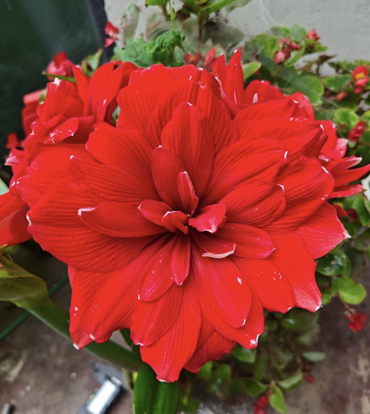 【蒂卡角龙】进口球 产地秘鲁 裸球发货