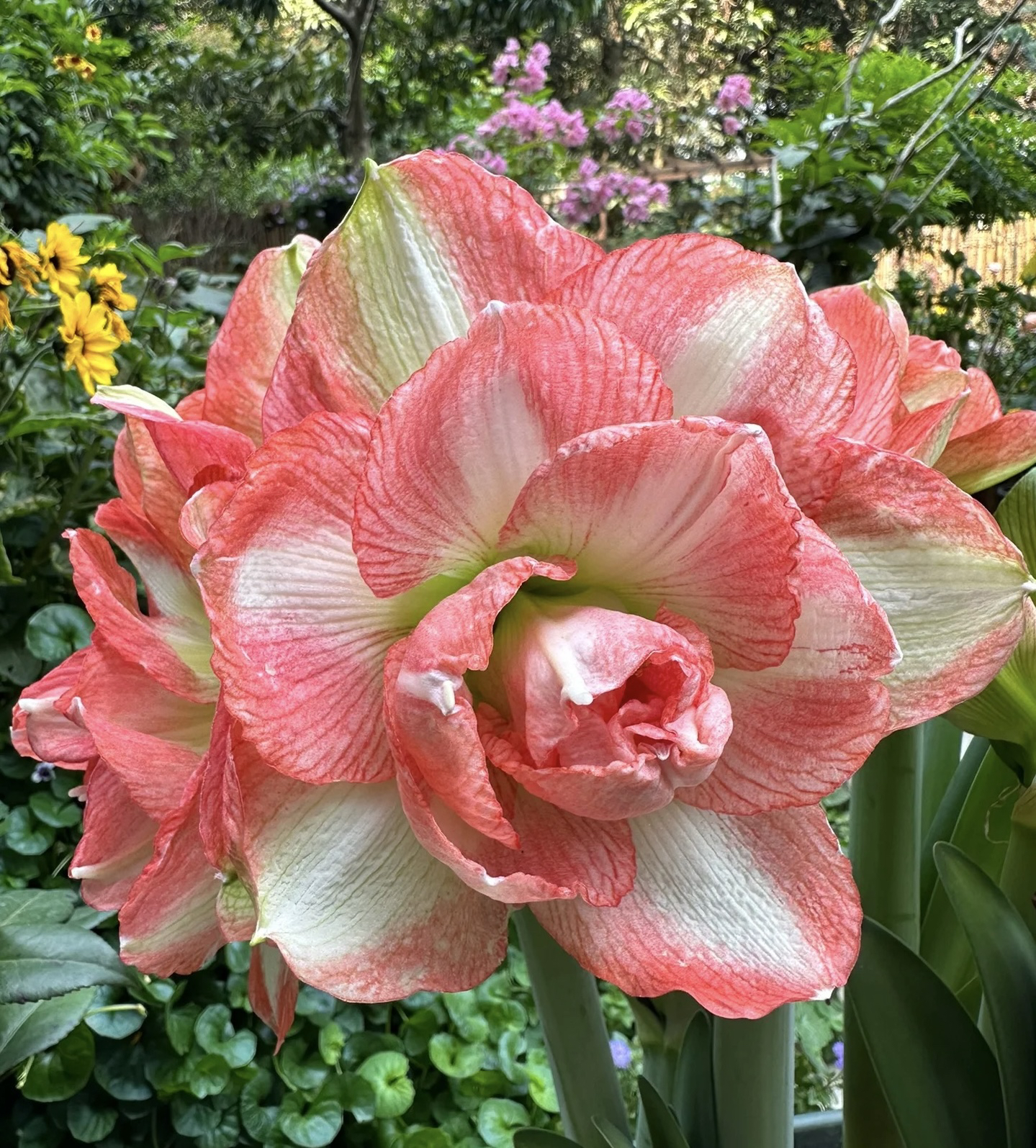 【美丽情感】 童话故事 进口种球 产地荷兰 裸球发货