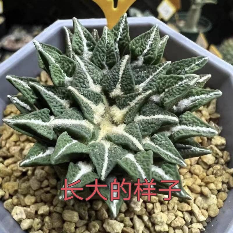 黑牡丹实生苗仙人球植物