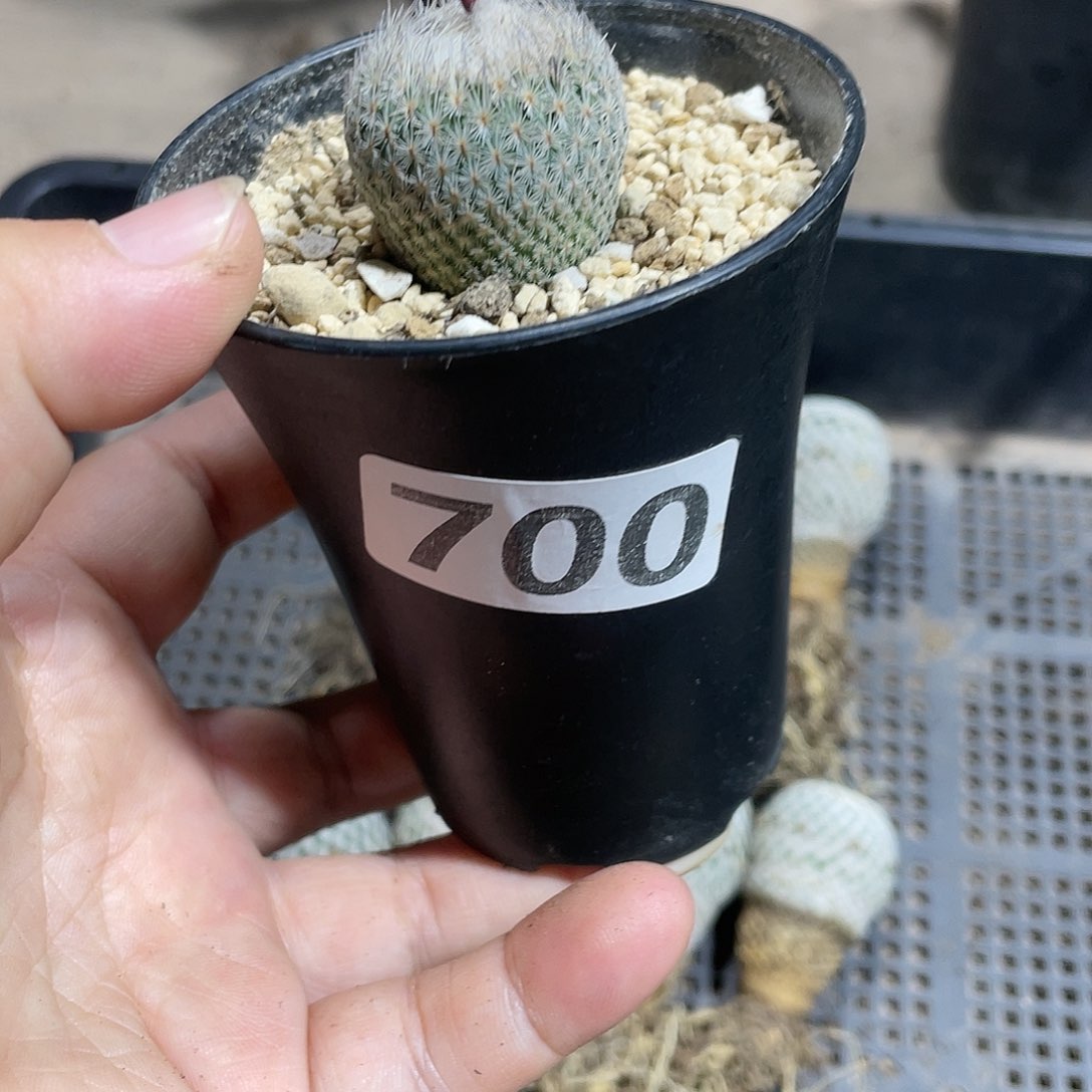 700月世界单头仙人球