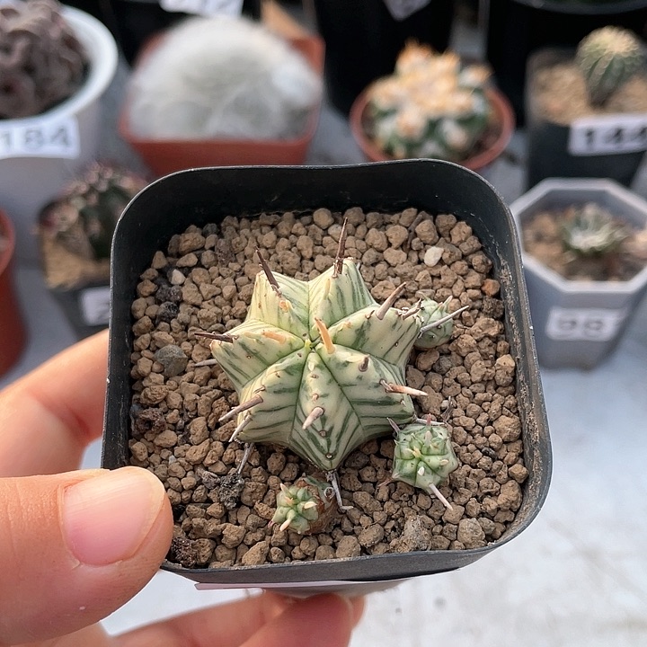 208斑马锦大戟科