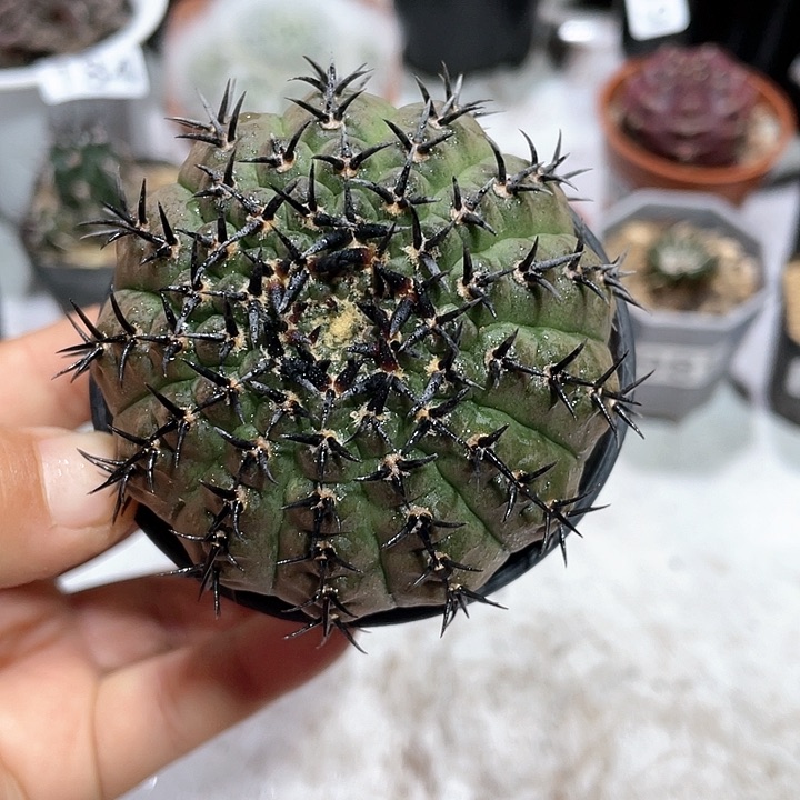 201实生黑刺凤头