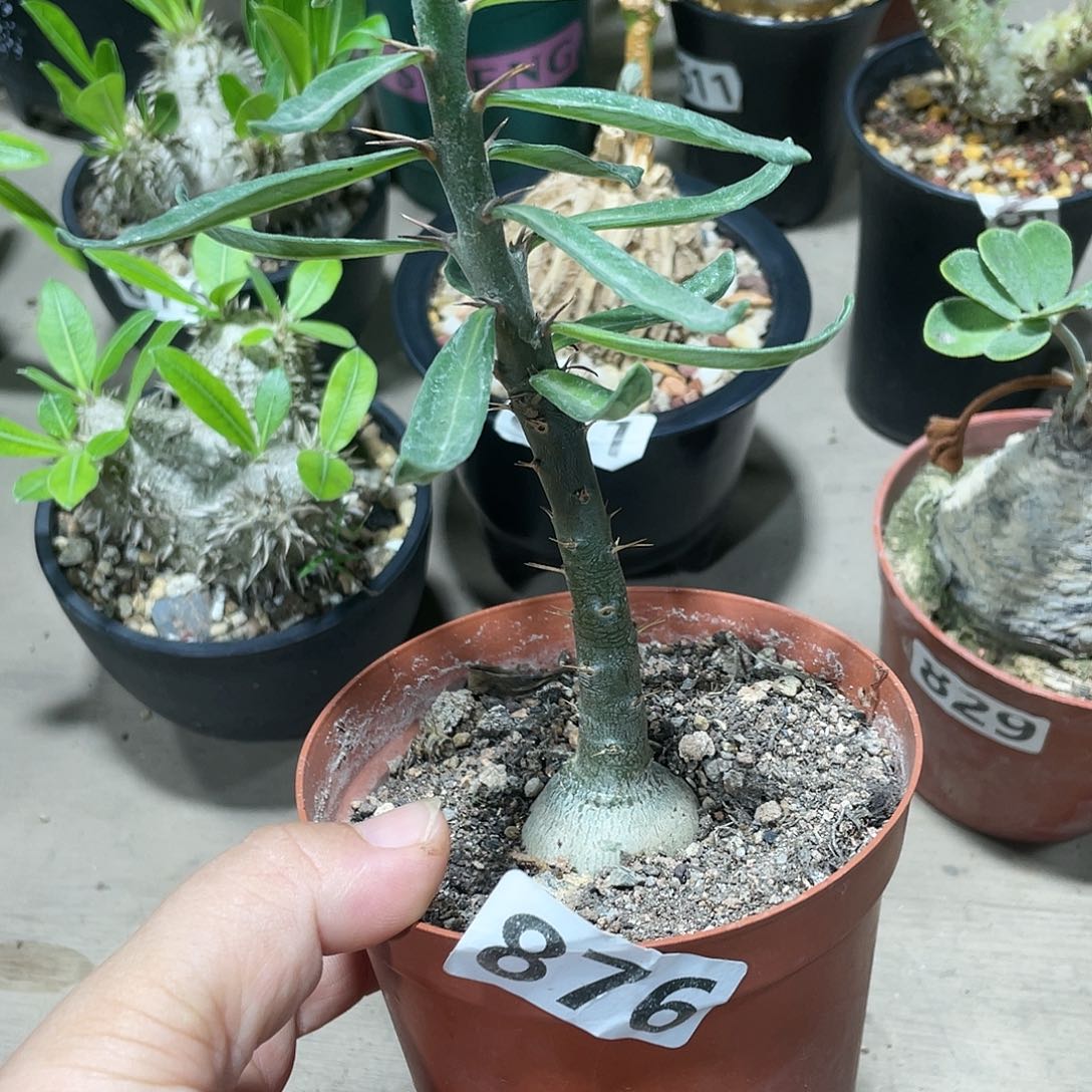 876天马空块根植物