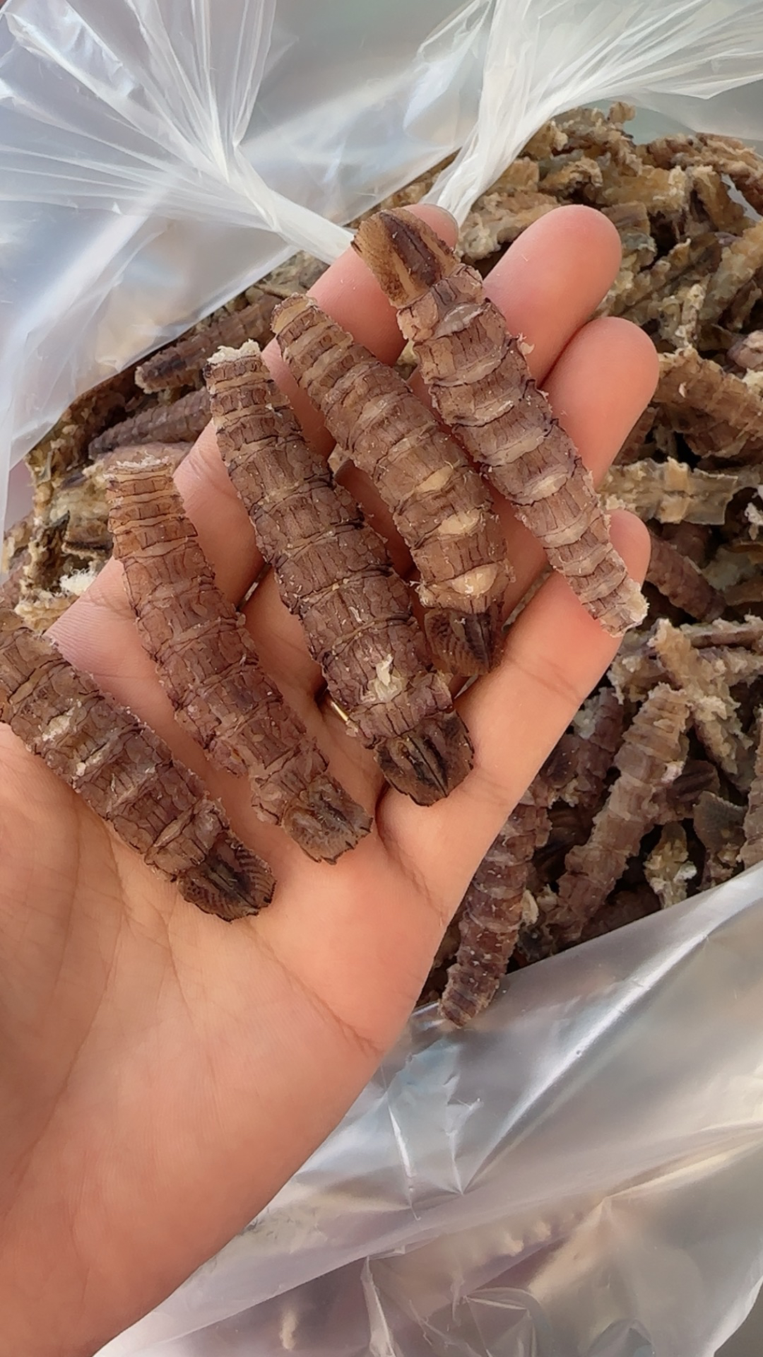渤海湾烘干皮皮虾肉发一斤