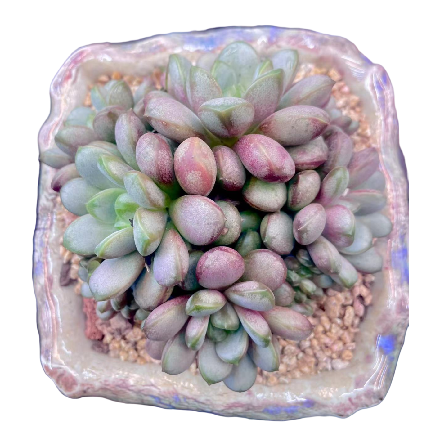 葡萄精品多肉    新手好养满9.9包邮直播间标准发货精选精养固定