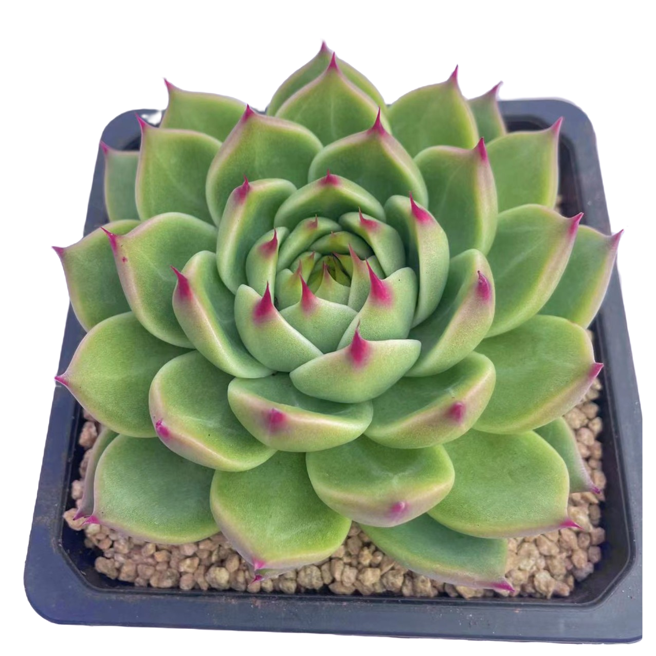 托斯卡内利多肉植物  新手好养满9.9包邮以直播间为标准 星花怒放