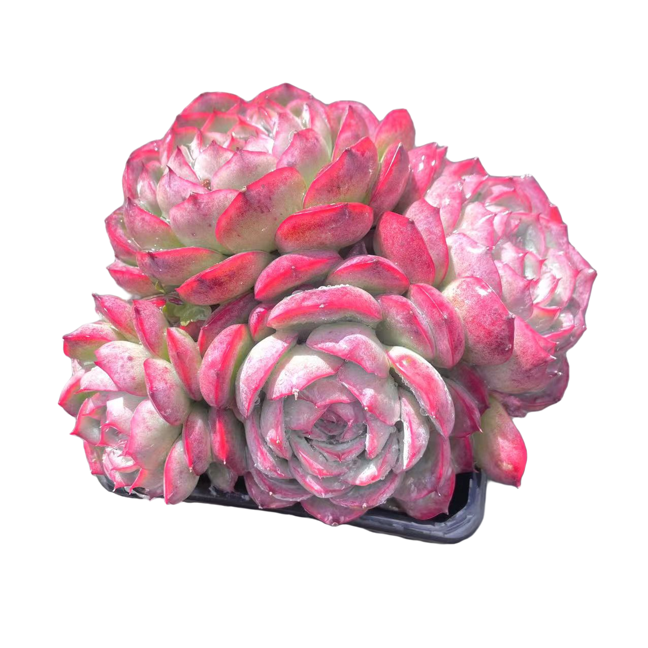 侧影多肉   新手好养 满9.9包邮以直播间为标准发货精选精养空气