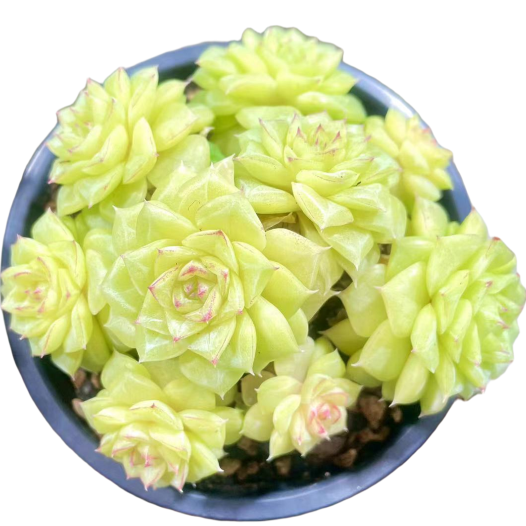 白天鹅麦秆精品多肉  新手好养 满9.9包邮直播间为标准发货精选精