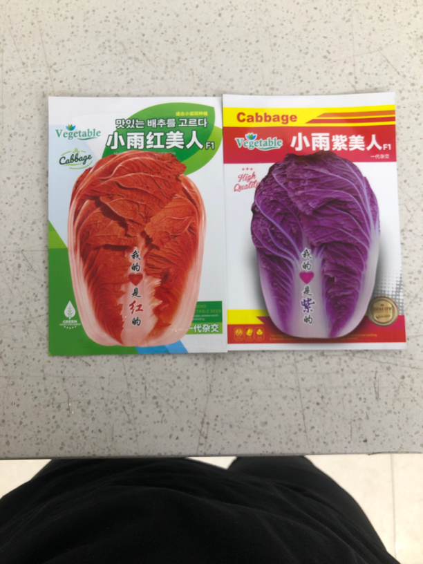小雨红美人+紫美人白菜籽