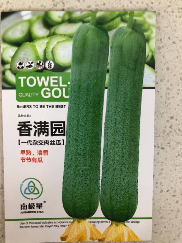 香满园肉丝瓜种子