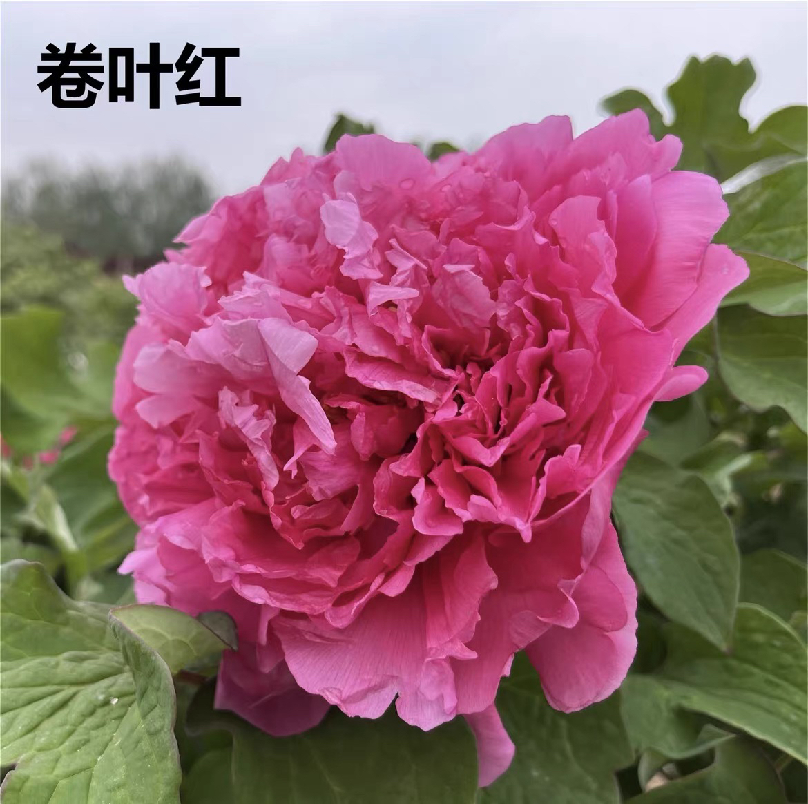 【国色芳华同款】菏泽芳华牡丹种植基地 盆栽精品牡丹